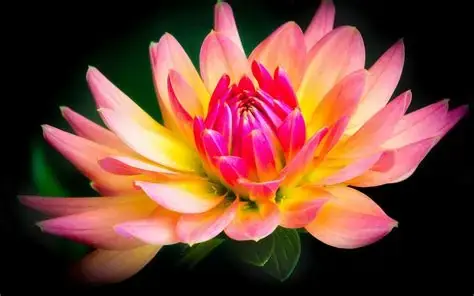 Dahlia's plakken — Bibliotheek Hoogeveen, Hoogeveen