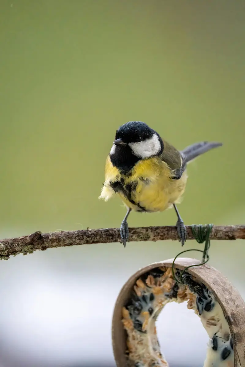 Theme Café: More Life in Your Garden — Bibliotheek Huizen, Huizen