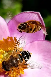 Theme Café: The Taste of Honey