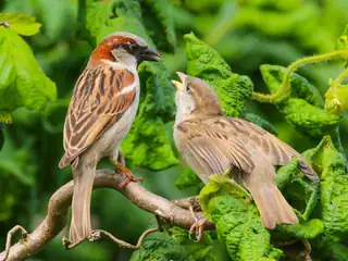 Vortrag: Welche Vögel singen noch in Westland