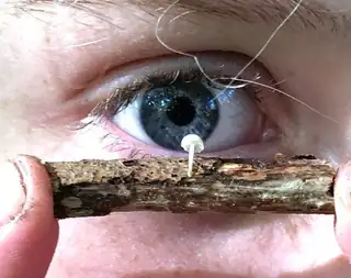 Pilzwanderung (6-10 Jahre)
