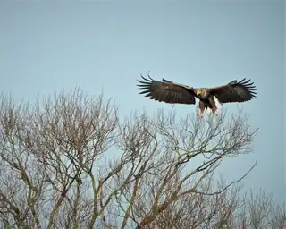 The White-Tailed Eagle - IVN