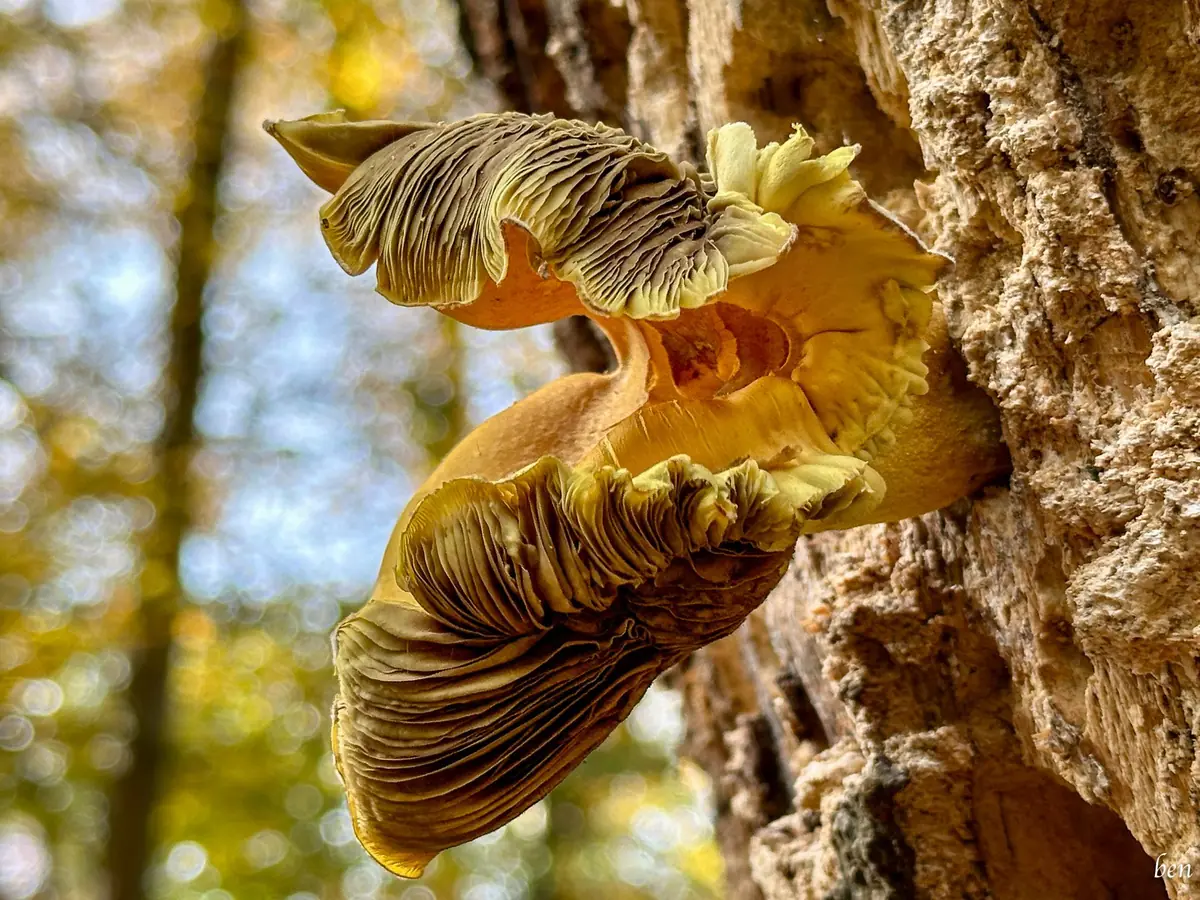 Mushroom Lecture 'Fascinated by Fungi' — Bibliotheekvestiging Heeze, Heeze