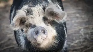 Books and Chats: Animal Day Special at Children's Farm De Kleine Meer