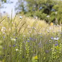 Vortrag: Regionalblumen von Meierijstad